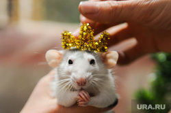 Крыса. Символ 2020 года. Челябинск, домашнее животное, мышь, крыса, символ 2020 года