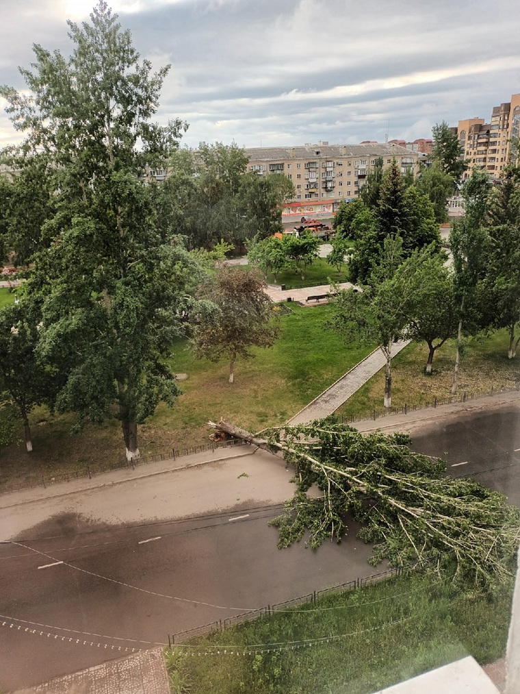 Автомобилисты считают, что тополя в городе пора вырубать