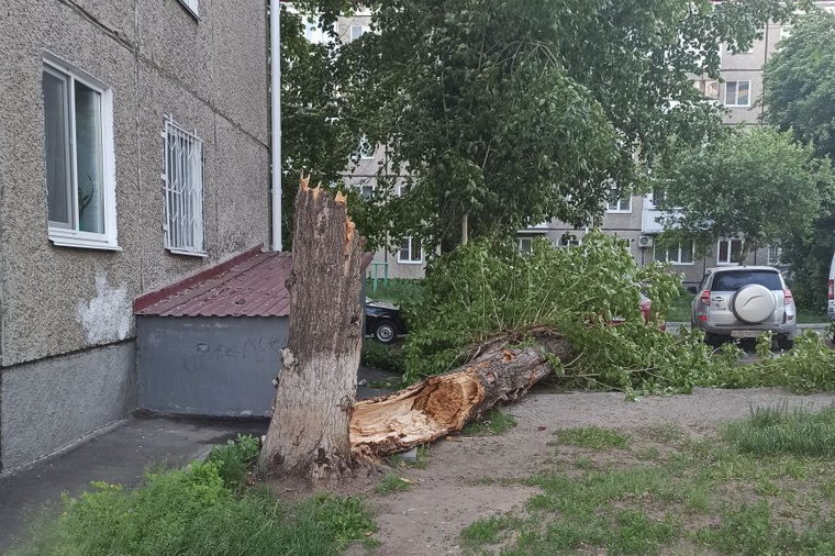 Сломанное сильным ветром дерево в курганском дворе по Пролетарской, 42