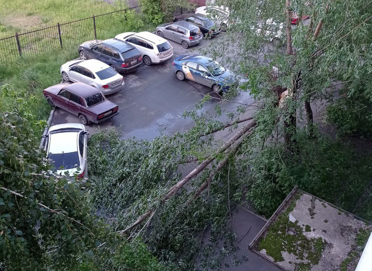 Поваленная ветром ива во дворе по улице Комсомольской в Кургане
