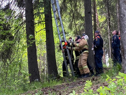 Из-за ветра подъем на дерево был опасен для жизни спасателей