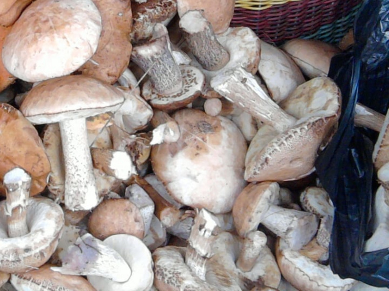 Жители Ишимского района делятся фотографиями своего урожая грибов в соцсетях