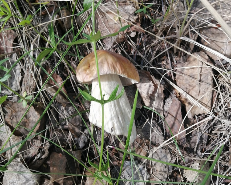 В лесах Ишимского района этим летом много белых грибов