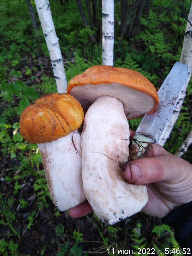 Белые грибы обычно появляются не раньше конца июля