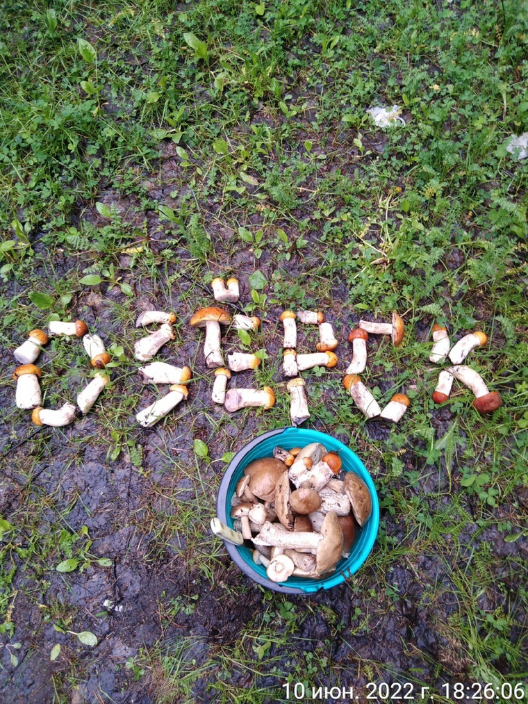 Жителям Озерска повезло на урожай белых грибов