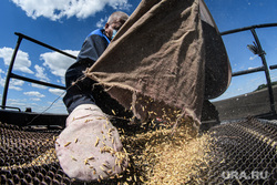 В ФРГ нашли способ скоростной отправки зерна из Украины в ЕС