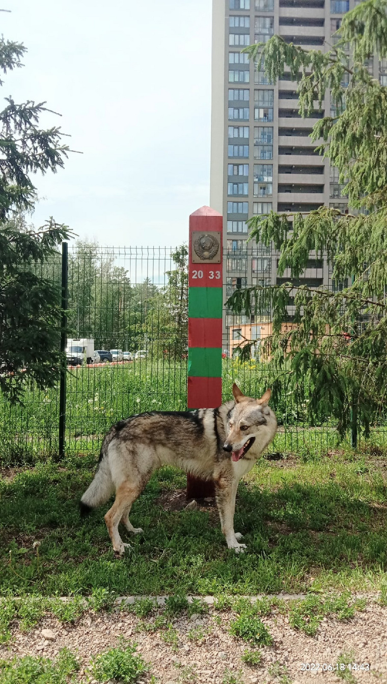 Свердловчане обустроили площадку для выгула собак за свои деньги. Фото,  видео