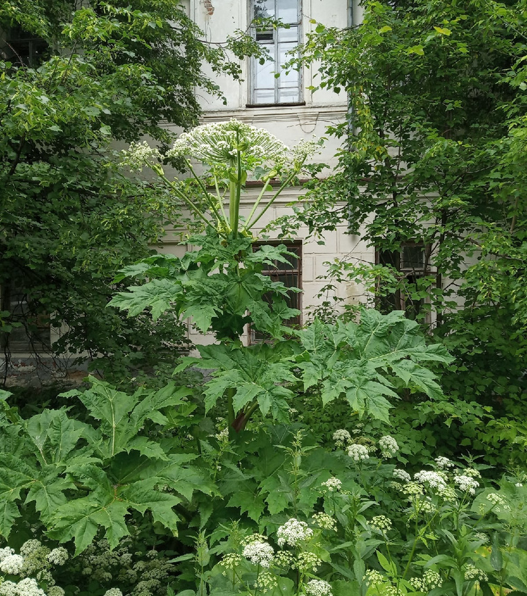 Фото: Растение борщевик в Тобольске