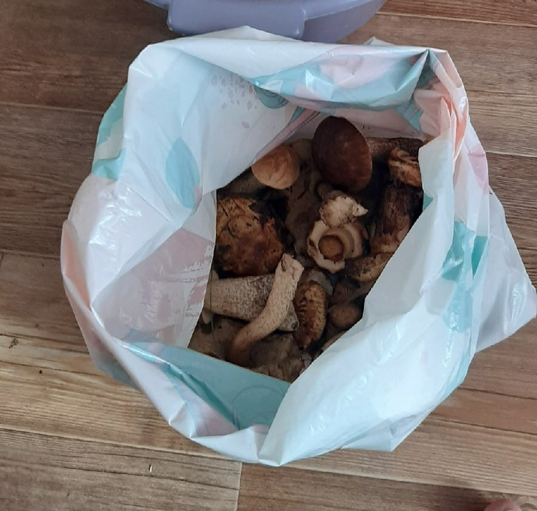 В Ишимском районе — небывалая урожайность грибов