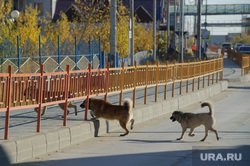 Поселок Тазовский, Новый Уренгой, Ямало-Ненецкий автономный округ, тротуар, бездомные животные, проезжая часть, бродячие собаки, стая собак
