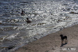 Сысерть. Свердловская область, собака, сысерть, пляж, отдых, купание в озере, пляж сысерти, собаки на пляже