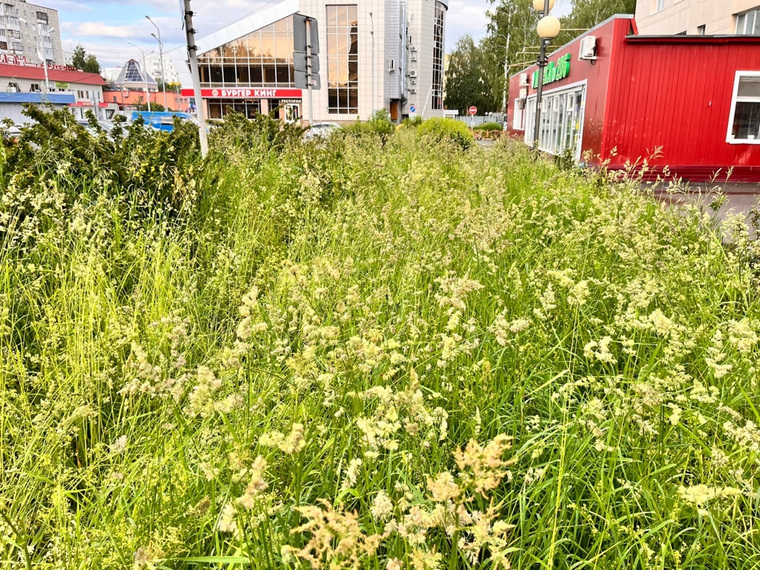 Фото: Тобольск зарастает травой