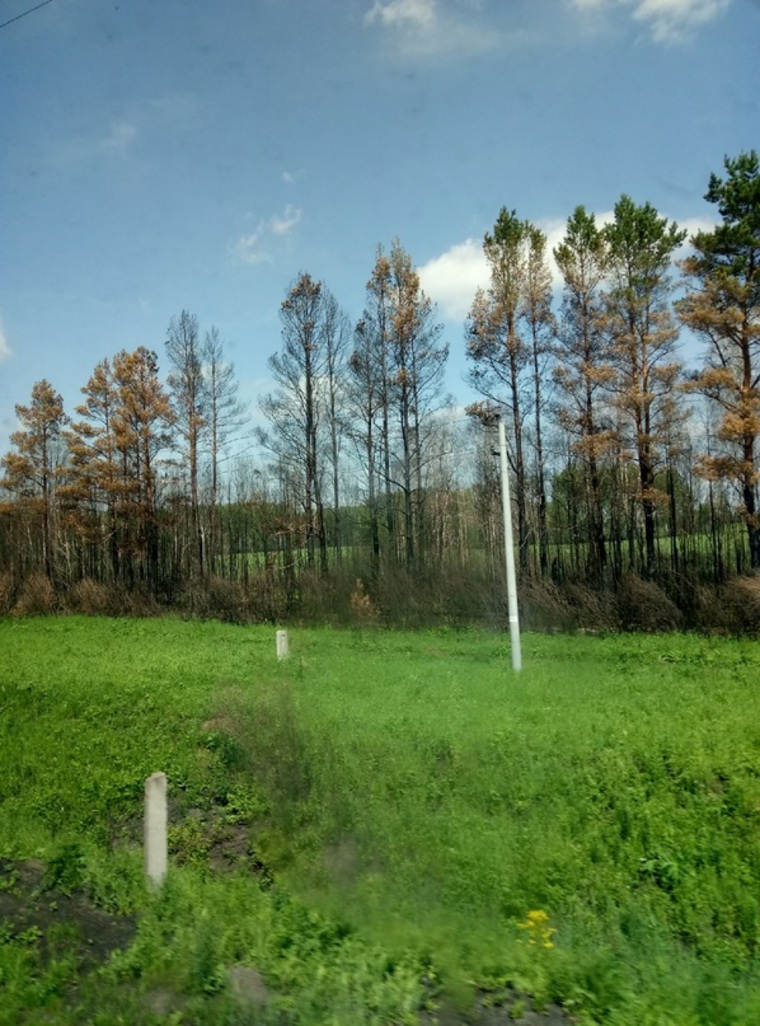 Замгубернатора Вологодской области Михаил Глазков сфотографировал из окна поезда последствия пожара в курганских лесах
