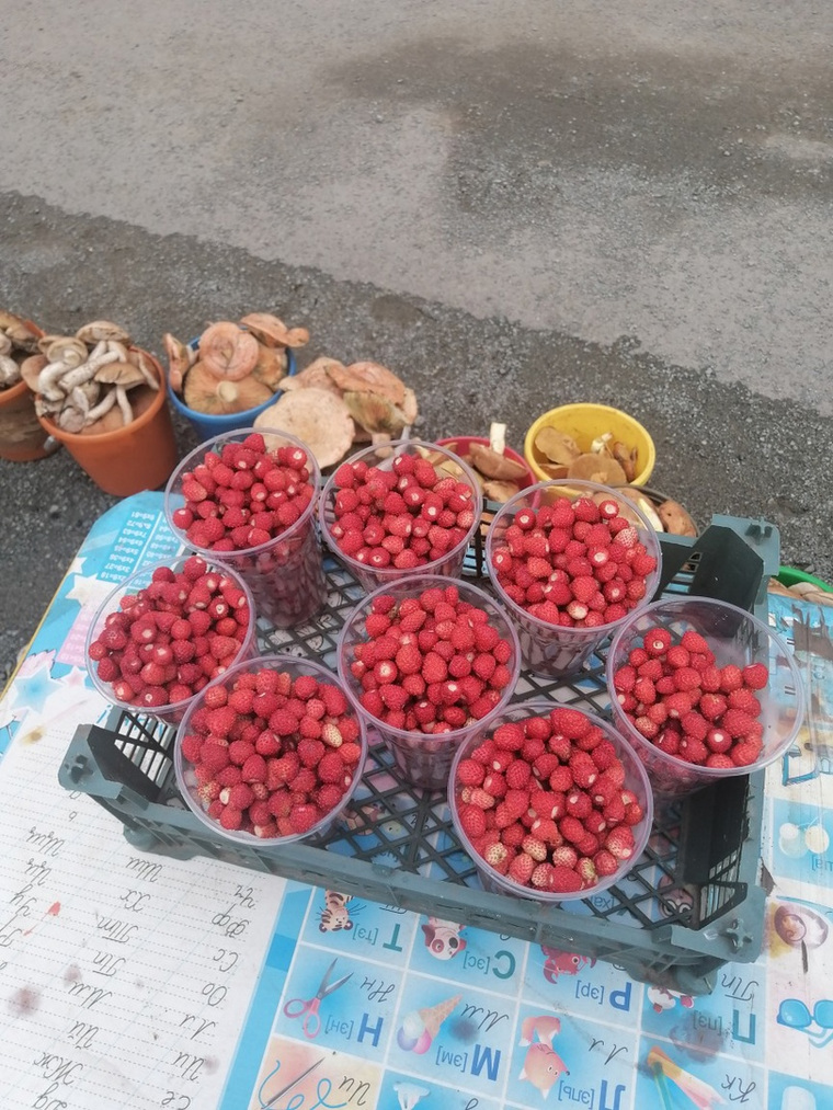 Спелая ягода появилась в лесах Челябинской области