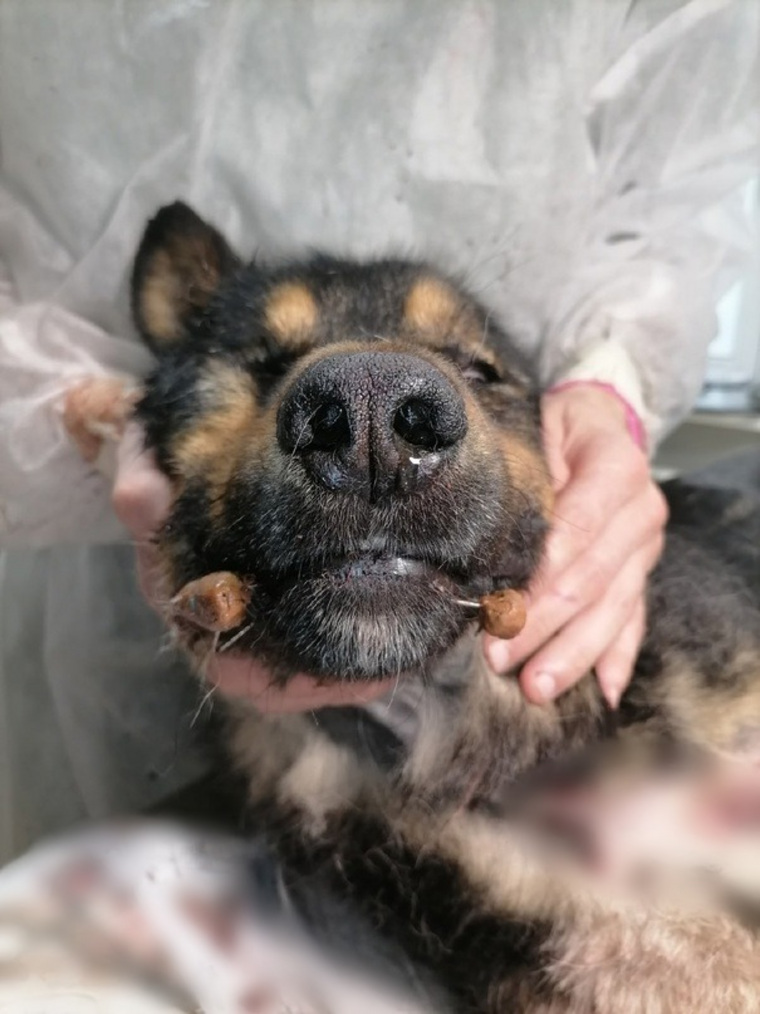 Собака после операции в ветклинике