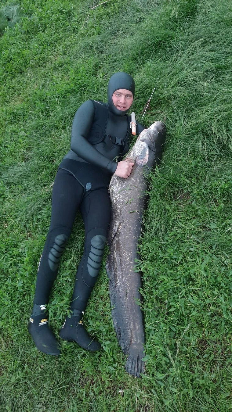 Сом, пойманный на подводной охоте