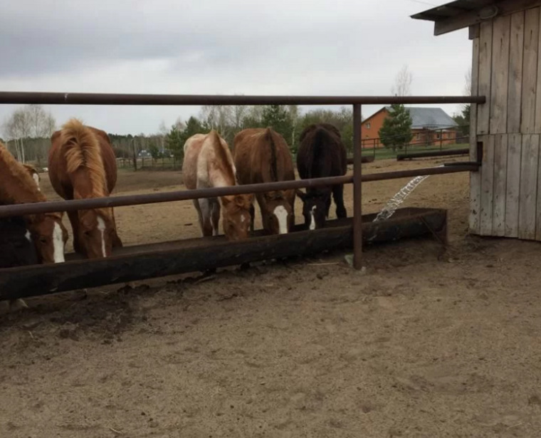 Ферма с 85 лошадьми продается за 15 млн рублей