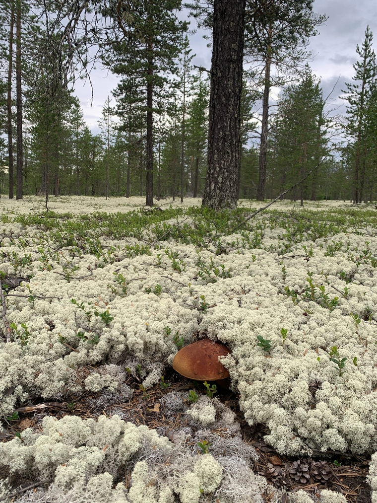Марат Гареев хвастается огромным белым грибом