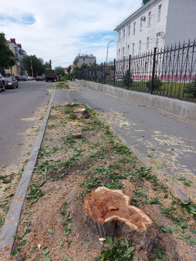 Курганцы обратили внимание на вырубленные деревья по улице Кирова