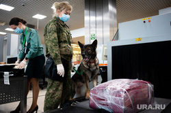 Ситуация в аэропорту Кольцово в связи с эпидемией коронавируса в Китае. Екатеринбург, аэропорт кольцово, таможенный контроль, собака кинолог