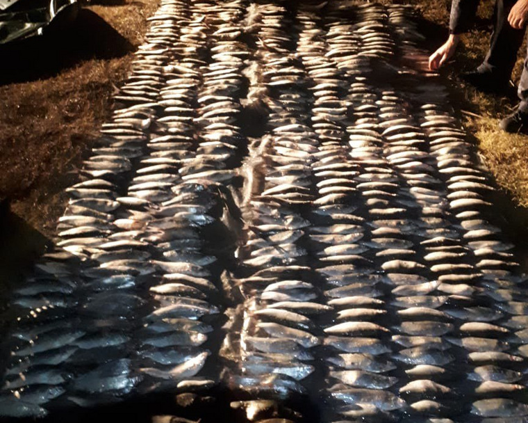Рыбу незаконно выловили с помощью лесковых сетей длиною в 210 метров
