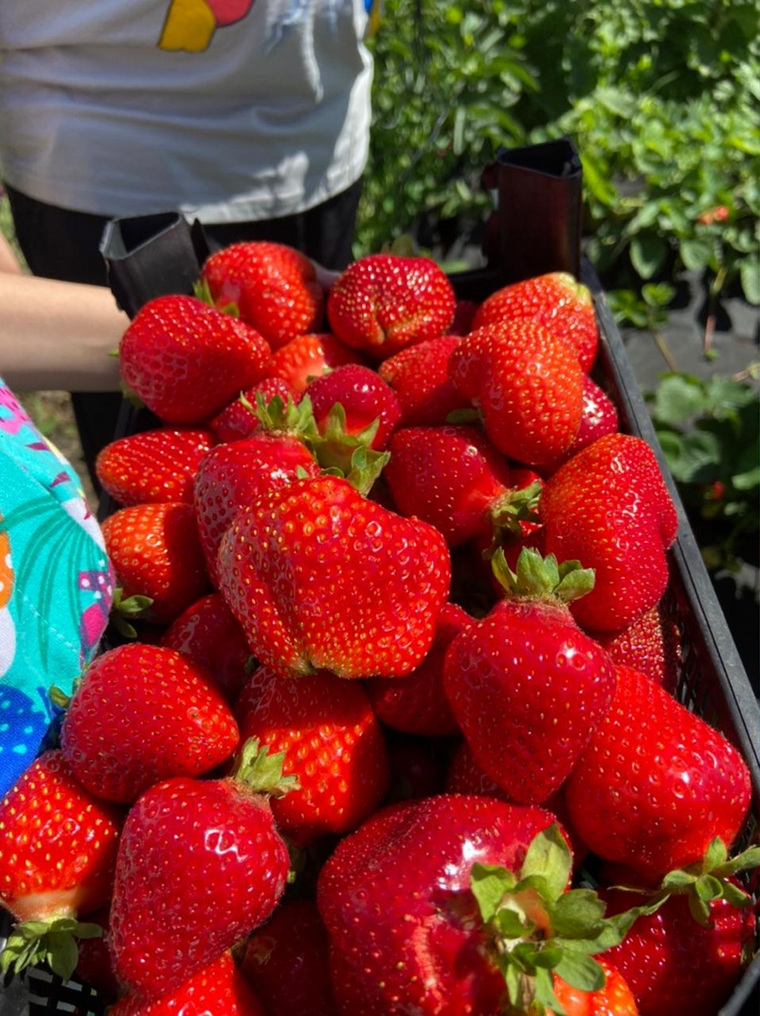 Такие ягоды выращивает на участке семья Плотниковых из Кетовского района