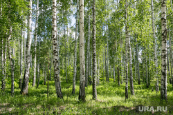Лес. Тюмень, лес, лето, березы, природа, березовая роща