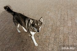 Виды города, осень. Тюмень, собака, дворняга, бродячая собака, дворняжка