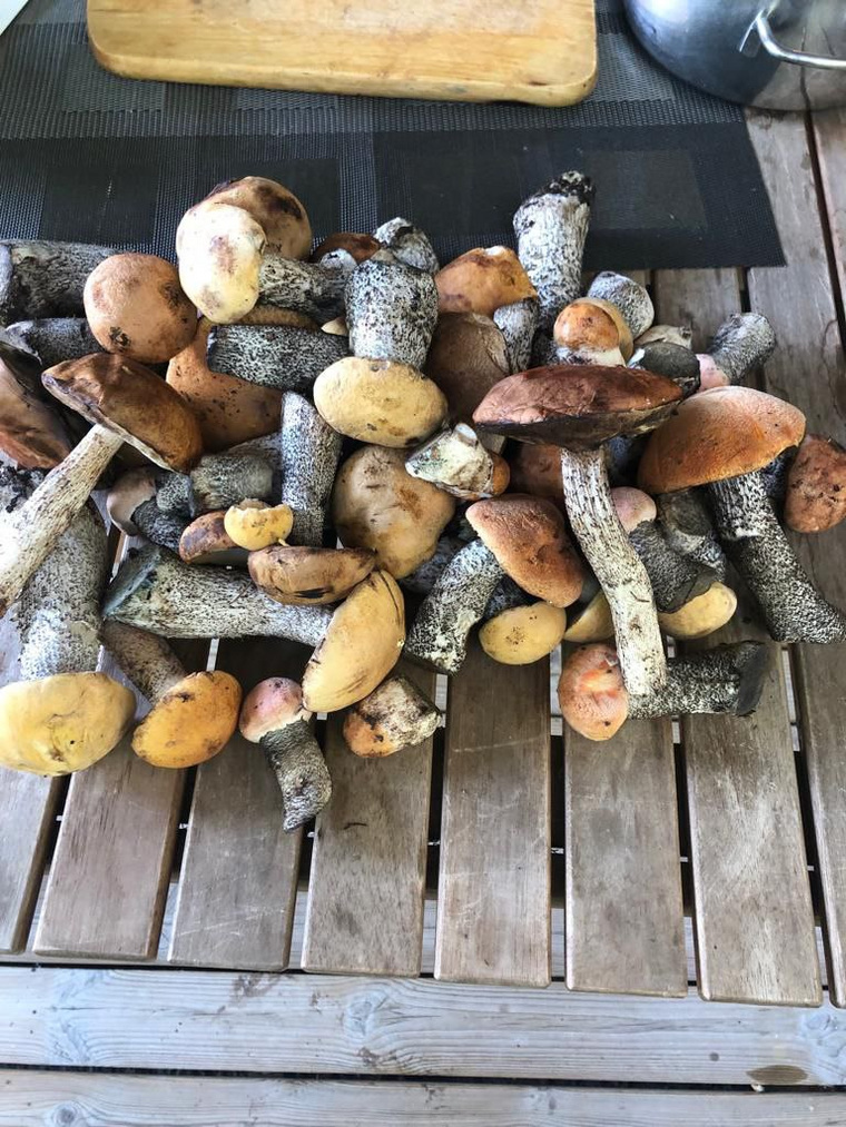Пользователи соцсетей позавидовали урожаю грибов, который собрал Гартунг
