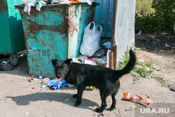 Клипарт, разное. Курганская область, бездомная собака, мусорный контейнер, помойка