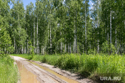 Лес. Тюмень, лес, лесная дорога, лето, березы, природа, березовая роща