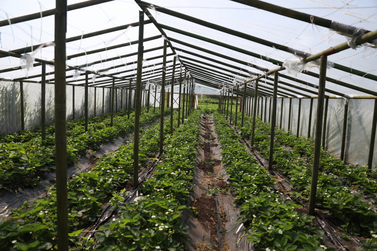 Предприятие «Сады Зауралья» планируют восполнить дефицит импортных ягод