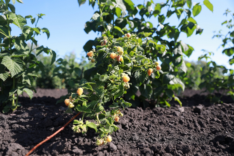 В сезон с плантаций курганцы собирают более 30 тонн ягод
