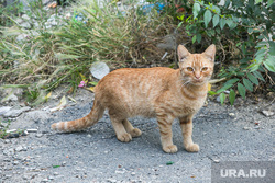 Виды города. Тюмень, кошка, кот