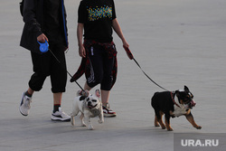 Собаки на улицах. Екатеринбург