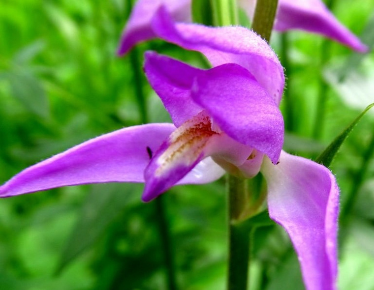 Пьянящая орхидея распространила свой ареал на Таганае