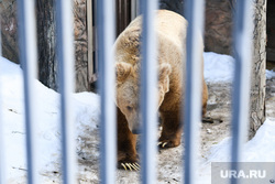 Медведи в Екатеринбургском зоопарке. Екатеринбург, зоопарк, животное в клетке, медведь, екатеринбургский зоопарк, животное в неволе