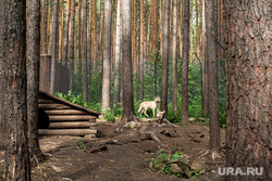 Центре по реабилитации хищных животных «Холзан». Свердловская область, Кашино, лес, волки, дикие животные