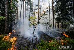 Лесной пожар на озере Глухое. Свердловская область, пожар, огонь, лес горит, лесной пожар, пожар в лесу