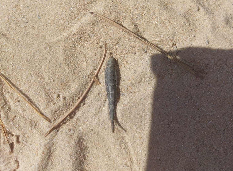 Курганцев напугали личинки на санаторном пляже курорта «Озеро Медвежье»