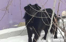 Собаки, Коркино Челябинской области, собака