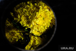 Цветы к 8 марта в аэропорту Кольцово. Екатеринбург, хризантемы, цветы, хризантема