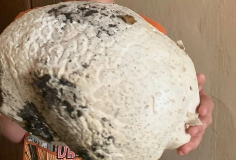 Жительница Катайского района утверждает, что гриб по вкусу похож на шампиньон
