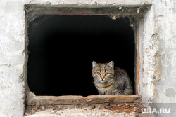 Фото - разное Курган, котенок, окно в подвал