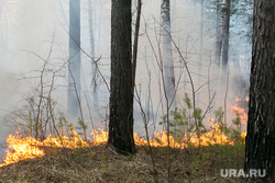 Горит лес. Тюмень, пожар, огонь, трава горит, лес горит, лесной пожар, пожар в лесу, горит трава, пожарная машина