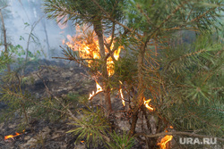 Верховые пожары в поселках Джабык и Запасное. Челябинская область, пожар, лес, сосна, огонь