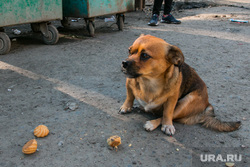 Бездомная собака. Курган, печенье, собака, бездомные животные, пес, бездомная собака