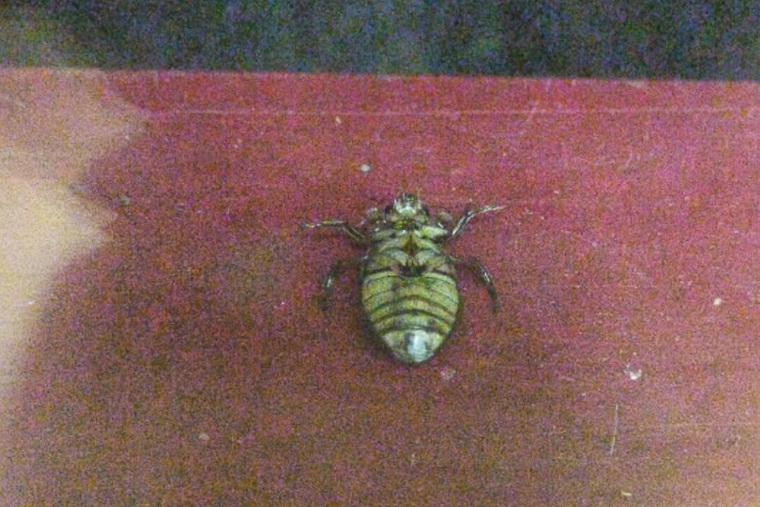 Большой жук в Нижневартовске