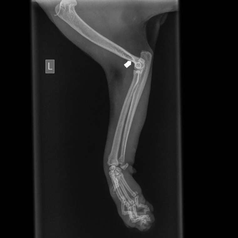 Рентген-снимок пострадавшего кота