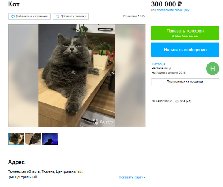 В Тюмени продают кота за 300 тысяч рублей